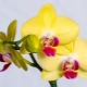Orchid pests and control