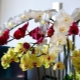 Alles over de orchideebloemsteel
