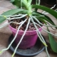 Alles over luchtwortels van orchideeën