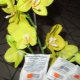 Kyselina jantarová pro orchideje: vlastnosti, pravidla přípravy a použití