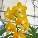 Žluté orchideje: popis, druhy a péče