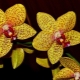 Zlaté orchideje: různé odrůdy a pravidla péče