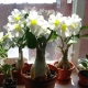 Adenium: description, types and care at home