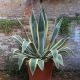 Agave: features, types and growing at home