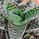 Aloe variegata: descrizione e cura a casa