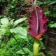 Amorphophallus cognac: what it looks like, rules of care