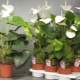 Anthurium à fleurs blanches: variétés et caractéristiques de soins