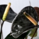 Anthurium s černými květy: odrůdy a vlastnosti pěstování