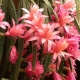 Aporocactus: varietà e cure domiciliari