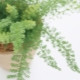 Asparagi: cos'è, cura e riproduzione