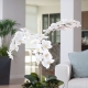 Bílé orchideje: typy a péče doma