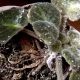 White bloom on indoor violets: causes and treatment