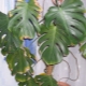 Monstera diseases, their causes and treatment