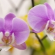 Choroby orchidejí a jejich léčba