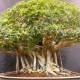 Dubové bonsaje: popis a péče