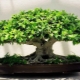 Ficus bonsai: jak jej vyrobit a pečovat o něj?