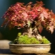Javorové bonsaje: odrůdy a jejich popis