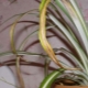 What to do if the leaves of chlorophytum dry?