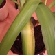 What to do if yucca leaves turn yellow?