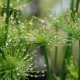 Cyperus: species, reproduction and care at home