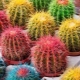 Barevné kaktusy: odrůdy, tipy pro pěstování a péči