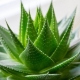 Decorative and medicinal types of aloe