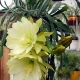 Epiphyllum: ciri, jenis, penanaman dan pembiakan