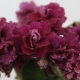 紫波西米亚：描述和栽培特征 