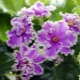 紫罗兰色埃斯梅拉达：描述和栽培
