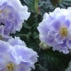 Violet Blue Mist: características y consejos de cultivo