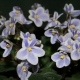 紫罗兰嵌合体：描述、品种和栽培