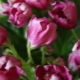 Violet Magic tulipán: popis odrůdy a tipy na péči