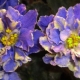 Violet Fire Bird: caracteristici și cultivare