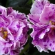 Violettes Isadora: description de la variété, caractéristiques de plantation et d'entretien