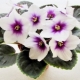 Violettes Optimara : variétés et soins