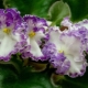 Le rêve de violettes de Cendrillon: description de la variété, caractéristiques de plantation et d'entretien