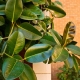 Rubber ficus: features, varieties and growing rules