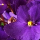 Fialové a lila fialky: popis odrůd a tipy pro péči