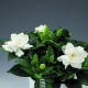 Gardenia: jenis dan peraturan penanaman