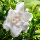 Gardenia jasmín: vlastnosti a péče doma