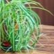 Chlorophytum crested: descriere și recomandări pentru creștere