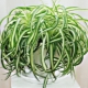 Curly Chlorophytum: Beschreibung, Pflege, Fortpflanzung, Krankheiten