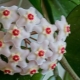 Hoya carnosa：品种，种植规则和护理特征的描述