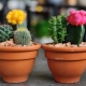 Jak správně zasadit kaktus?