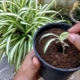 How to propagate chlorophytum?