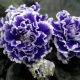 Come coltivare le violette della varietà RS-Viscount?