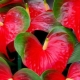 How to grow anthurium from seeds at home?