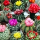 Jak vypěstovat kaktus ze semen doma?