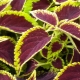 How to grow Coleus from seeds?