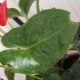 Jaké jsou choroby listů anthurium a jak je léčit?